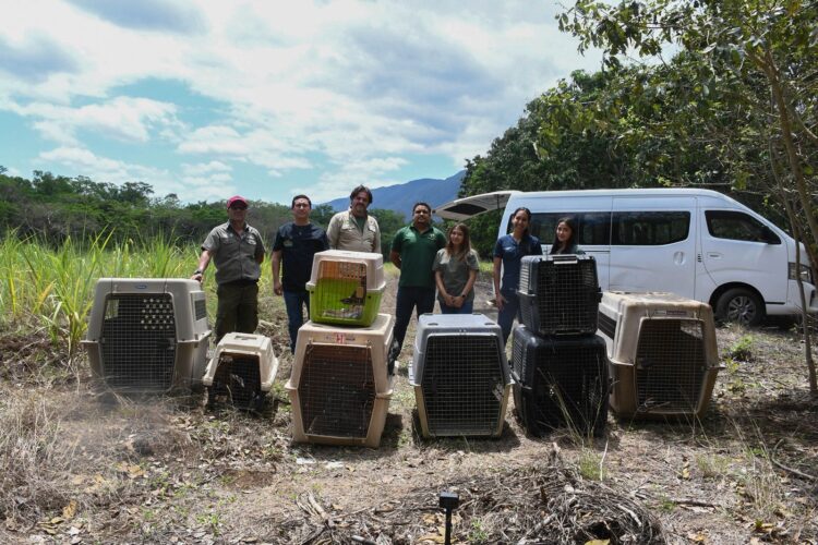 ¡Vuelven a la vida silvestre! Tamaulipas libera especies tras rehabilitación especializada