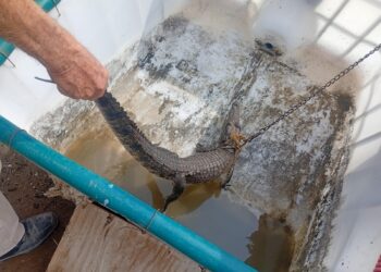 Guardia Estatal reubica cocodrilo en el río Pilón en Villagrán