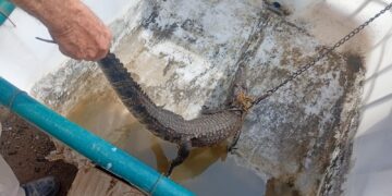 Guardia Estatal reubica cocodrilo en el río Pilón en Villagrán