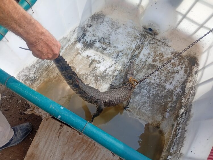 Guardia Estatal reubica cocodrilo en el río Pilón en Villagrán