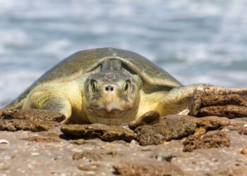 Continúa temporada de anidación de tortuga lora; se resguardan más de 28 mil huevos