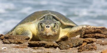 Continúa temporada de anidación de tortuga lora; se resguardan más de 28 mil huevos