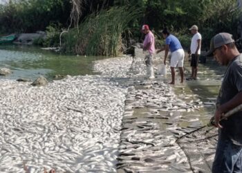 Mueren peces en Tamaulipas; CONAGUA revela la causa