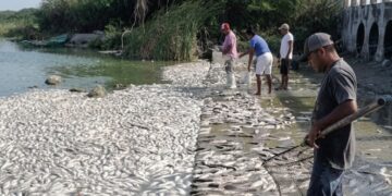 Mueren peces en Tamaulipas; CONAGUA revela la causa