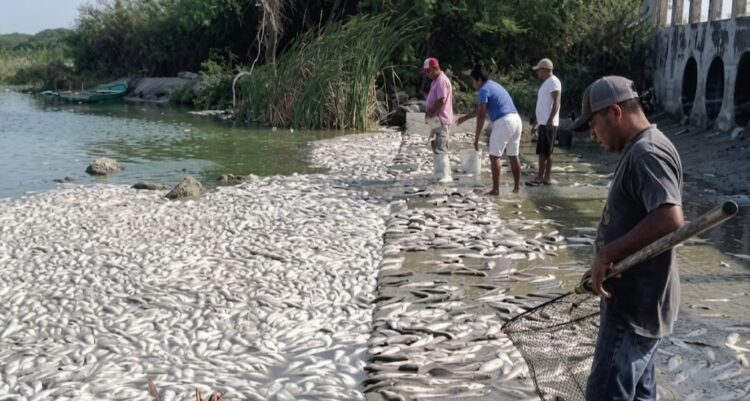 Mueren peces en Tamaulipas; CONAGUA revela la causa