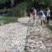 Mueren peces en Tamaulipas; CONAGUA revela la causa