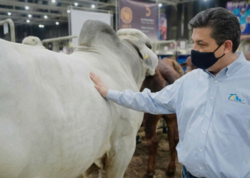 ¡Se le cierra el cerco a cabeza de vaca!