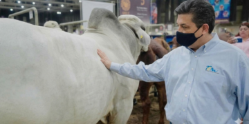 ¡Se le cierra el cerco a cabeza de vaca!