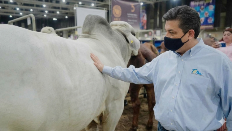 ¡Se le cierra el cerco a cabeza de vaca!