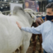 ¡Se le cierra el cerco a cabeza de vaca!