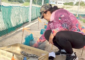 Inician en Tamaulipas primeras liberaciones de tortuga lora de la temporada 2026
