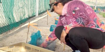 Inician en Tamaulipas primeras liberaciones de tortuga lora de la temporada 2026