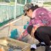 Inician en Tamaulipas primeras liberaciones de tortuga lora de la temporada 2026