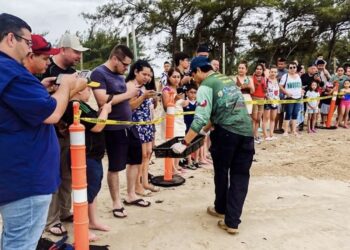 Viven familias la primera liberación pública de tortuga lora en La Pesca