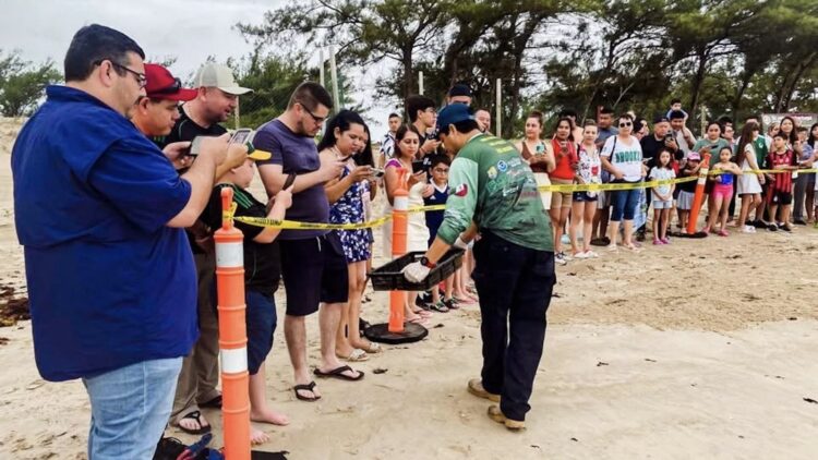 Viven familias la primera liberación pública de tortuga lora en La Pesca
