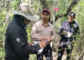 Refuerza Tamaulipas la vigilancia para proteger a la paloma ala blanca