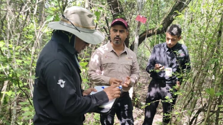 Refuerza Tamaulipas la vigilancia para proteger a la paloma ala blanca