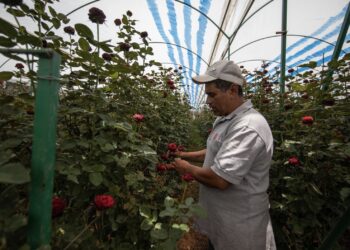 Flores del Estado de México conquistan mercados internacionales y fortalecen exportaciones a Norteamérica