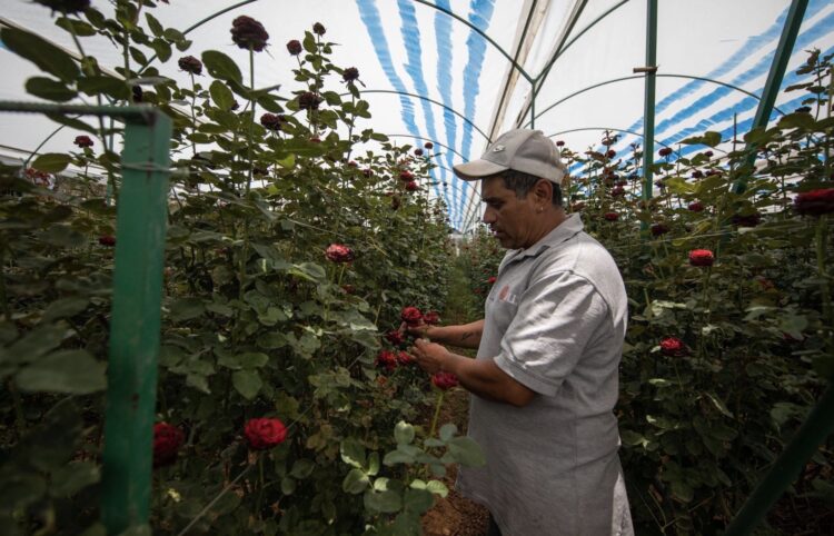 Flores del Estado de México conquistan mercados internacionales y fortalecen exportaciones a Norteamérica