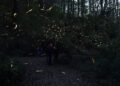 Luciérnagas en Nanacamilpa: el espectáculo natural que ilumina los bosques de Tlaxcala durante el verano