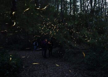 Luciérnagas en Nanacamilpa: el espectáculo natural que ilumina los bosques de Tlaxcala durante el verano