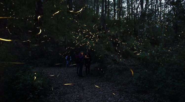 Luciérnagas en Nanacamilpa: el espectáculo natural que ilumina los bosques de Tlaxcala durante el verano
