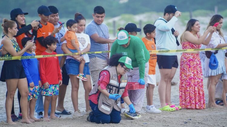 Disfrutan liberación de crías de tortuga lora en Playa Miramar