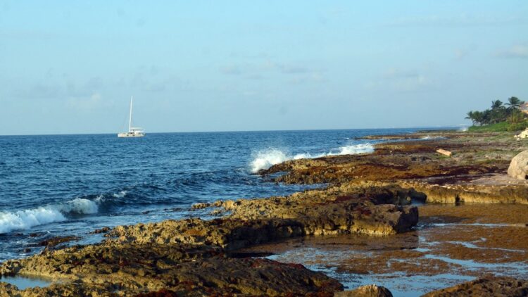 Quintana Roo activa plan contra el sargazo para proteger turismo y economía del Caribe Mexicano
