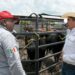 Impulsa Gobierno de Tamaulipas  competitividad del sector ganadero